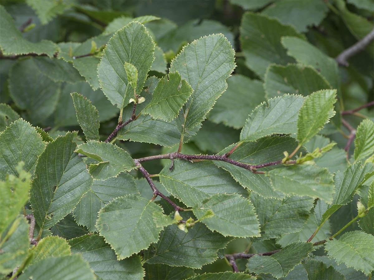 Alnus alnobetula